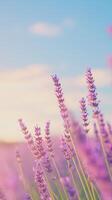 Close Up of Lavender Blossoms Against a Summer Sky at Sunset with Lens Flare and Depth of Field for Tranquil Nature Scene photo