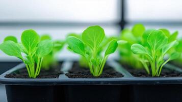 Timelapse of Seedlings Germinating in Soil Trays with Fresh Green Leaves in Indoor Garden Nursery, Focusing on the Early Growth Stages and Agricultural Development in Controlled Environments photo