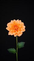 Time Lapse of Growing and Opening Orange Dahlia Flower on Black Background in Full Bloom Stage for Nature and Floral Photography Lovers photo