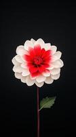 Time Lapse of Opening Red and White Dahlia Flower Against Black Background Showcasing Blooming, Nature Beauty, Timelapse Photography, Floral Transformation, Garden Plant, Isolated View photo