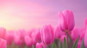 Vibrant Pink Tulip Flowers Blooming in Expansive Tulip Field at Sunset with Soft Pastel Sky Background for Seasonal Floral Art and Nature Photography photo