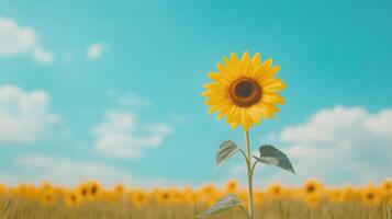 Vibrant Sunflower Field Reaching Horizon Under Clear Blue Sky with Puffy White Clouds on Sunny Day photo