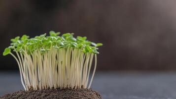 Timelapse of Sprouts Emerging from Soil in Dynamic Growth Setting Highlighting Green Leaves and Freshness of Springtime Nature in Soft Focus for Agricultural and Environmental Concepts photo