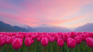 Tulip Flowers Blooming in Vibrant Field Against Scenic Mountain Sunset Backdrop with Pink and Orange Sky photo