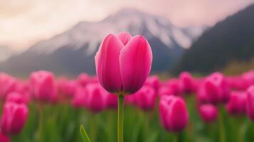 Vibrant Pink Tulip Field with Blooming Flowers Against Majestic Mountain Backdrop Showcasing Nature's Beauty in Springtime Landscape Ideal for Botanical Lovers and Nature Enthusiasts photo
