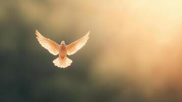 White dove in flight with wings fully spread, illuminated by soft golden light against a blurred gradient background of green and yellow tones, creating a serene and peaceful atmosphere. photo