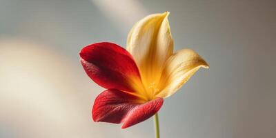 close up view of a red and yellow flowerclose up view of a red and yellow flower. photo