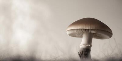 A single brown mushroom with a wide cap and a bulbous stem photo