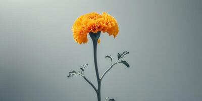 A vibrant marigold in deep yellow on a soft grey background photo