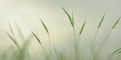 Green Grass Stalks Sway Gently in BreezeGreen Grass Stalks Sway Gently in Breeze. photo