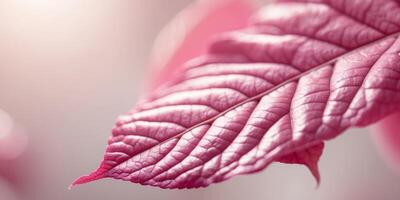 Vibrant Pink Leaf Texture Background Closeup photo