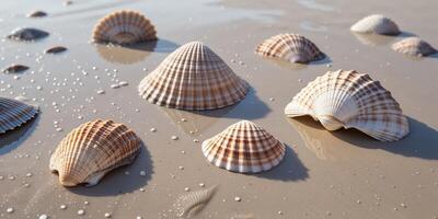 Textured sea shells on wet sand with reflections photo