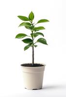 Small green plant in a white pot with fresh leaves standing on a plain background in a well-lit environment photo