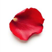Bright red rose petal resting on a white surface showcasing its elegant texture and vibrant color photo