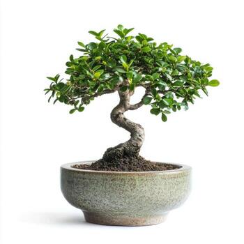 Beautiful bonsai tree in a decorative pot showcasing intricate twisting branches and lush foliage in natural light photo
