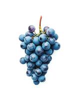 Freshly harvested blue grapes on a vine showcasing their vibrant color and juicy texture photo