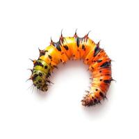 Colorful caterpillar showcasing vibrant patterns and textures on a clean background photo