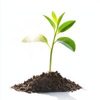 Young plant sprouting from rich soil under bright light in a nurturing environment photo