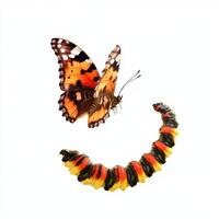 Bright butterfly and colorful caterpillar in a natural transformation display photo