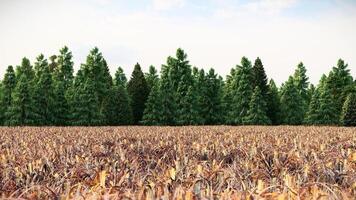Dry Grass Field with Green Pine Forest in the Background 3D Animation video