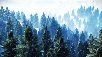 Aerial View of Dense and Foggy Pine Forest 3D Animation Rendering video