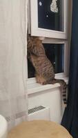 Vertical of curious cat sitting on windowsill and trying to open window video