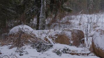 Text-friendly background, Winter forest on a cloudy day, snow is falling slowly video