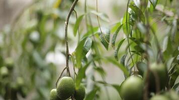 kedondong fruit on a tree with blurred background video