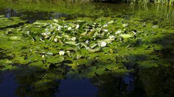 A tranquil pond with blooming water lilies and lush green leaves floating on the surface. Captured from a low angle, the soft sunlight reflecting on the water enhances its natural beauty and serenity video