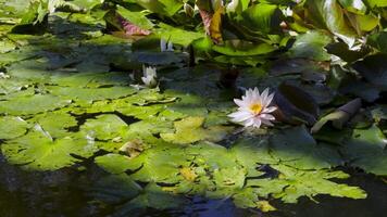 A tranquil pond adorned with blooming water lilies and vibrant green leaves floating gently on the surface. Captured from a low angle, soft sunlight reflections enhance its serene and natural beauty video