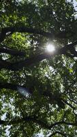 A canopy of oak leaves and branches with sunlight softly filtering through, creating a serene natural scene. The vibrant green leaves glow gently, highlighting the intricate network of branches above video