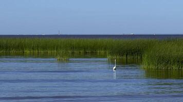 A great white heron wading in the Finnish Gulf, surrounded by vibrant green marsh grass. Captured with a long lens, the scene highlights the tranquil wetland habitat and serene water reflections video