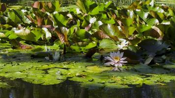 A tranquil pond adorned with blooming water lilies and lush green leaves floating on the surface. Captured from a low angle, soft sunlight reflections enhance the serene beauty of this natural scene video