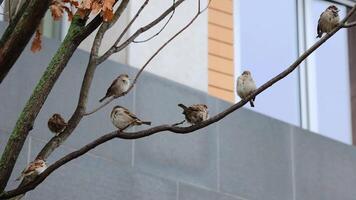 Group of sparrows perched on a bare tree branch in urban setting. Flock of city birds thriving in berlin urban environment. Wildlife during the colder season 1 video