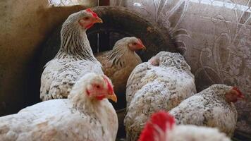 Chickens and roosters with bald butts, featherless roosters with skin on a poultry farm. video
