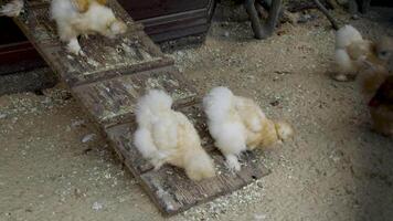 A group of fluffy silkie chickens explores the area around their wooden coop. The ground is covered in sand and leaves, creating a calm and natural atmosphere in the peaceful farmyard setting. video