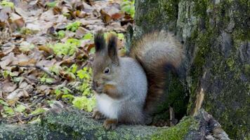 A squirrel rests on a moss-covered log at the base of a large tree in an autumn forest. Fallen leaves cover the ground, and the cool, peaceful air creates a serene atmosphere. video