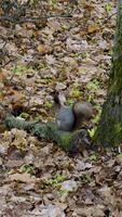 A squirrel rests on a moss-covered log at the base of a large tree in an autumn forest. The ground is covered with fallen leaves, and the cool, peaceful air enhances the serene atmosphere. video
