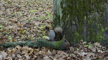A squirrel rests on a moss-covered log at the base of a large tree in an autumn forest. Fallen leaves blanket the ground, and the cool, peaceful air adds to the serene atmosphere. video