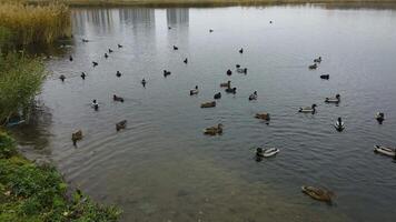 A wide-angle shot of ducks and coots swimming near the lakeshore, with tall reeds and urban reflections in the background, capturing the tranquility of an autumn day in nature. video