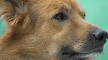 A close-up portrait of a golden-brown dog with dark eyes and a black nose. The dog is looking directly at the camera, its fur is fluffy and its expression is thoughtful video