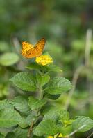 High Brown beautiful butterfly with yellow flower in a garden photo