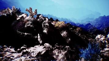 explorador un vibrante fondo del mar rebosante con coral y marina vida video