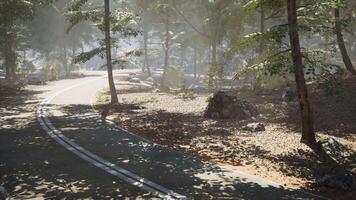 Scenic winding road through a tranquil forest during a sunny afternoon video