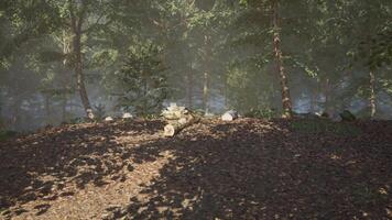 Sunlight filtering through trees highlights a forest clearing with a fallen log video