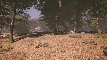 Tranquil forest landscape with fallen leaves and trees during daylight hours video