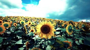 girasol campo en lleno floración debajo un brillante cielo durante el tarde video