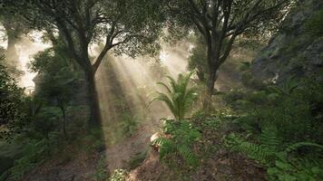 Sunlight filtering through trees in a serene forest during early morning hours video