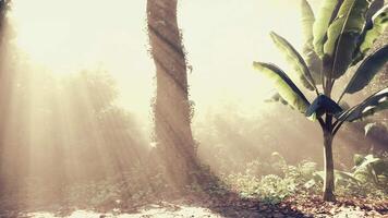 Sunlight filters through trees, creating a magical atmosphere in the forest video