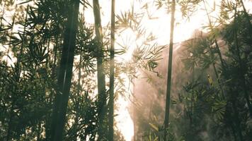 Sunlight filtering through tall bamboo trees in a serene natural setting video
